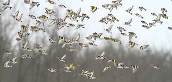 A gyomnövények fontos szerepe: pintyféléink téli eltartói