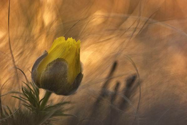 Kibontották sárga virágaikat az első tavaszi héricsek