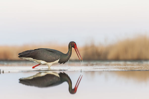Szokatlan helyen rakott fészket idén egy fekete gólyapár