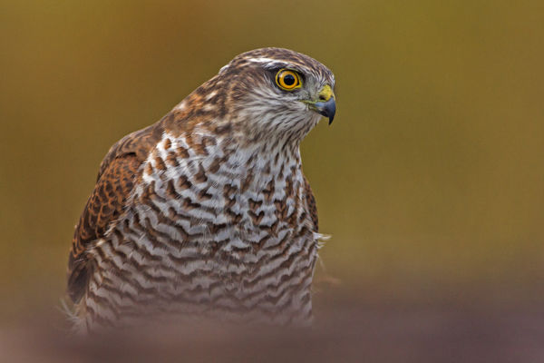 A tél közeledtével egyre több karvaly vadászik a kertekben, parkokban