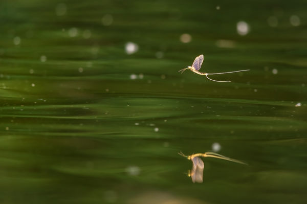 Elkezdődött a tiszavirágzás a Tiszán és a Maroson