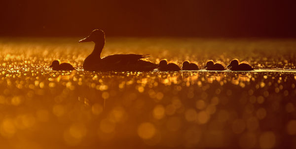 Gazdag madárvilág a Kis-Sárrét mocsaraiban
