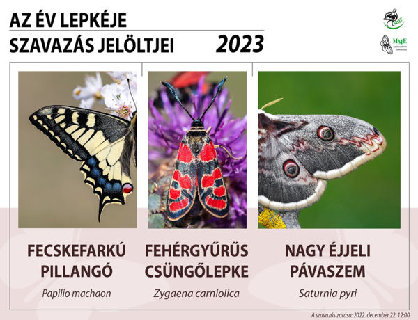 Év lepkéje 2023 &#8211; közönségszavazás