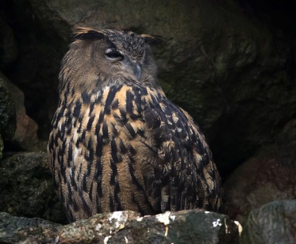 A nagytestű uhu egyre gyakoribb vendég a Dél-Alföldön