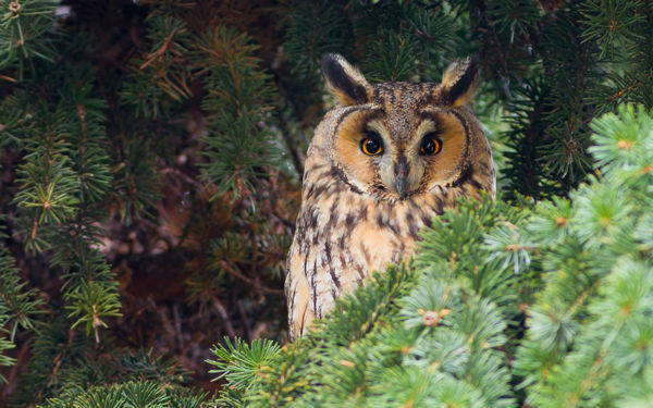 Ezen a télen kevesebb az erdei fülesbagoly a városokban, falvakban
