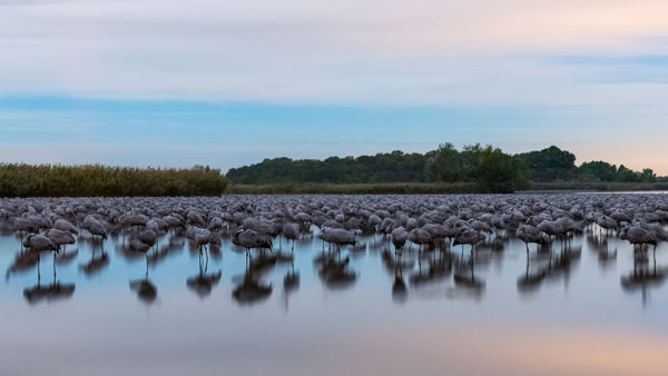 Madársereg: a legtöbb daru most a kardoskúti Fehér-tónál éjszakázik
