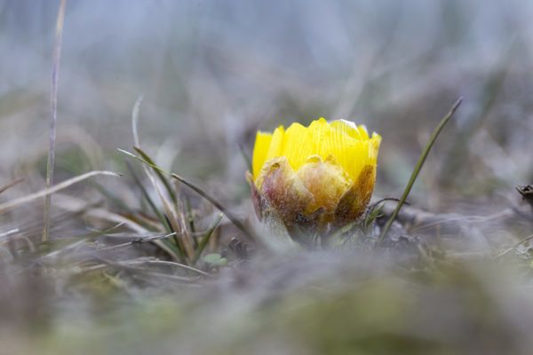 Szokatlanul korán virágzik a volgamenti hérics