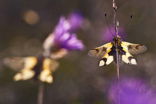 A Kiskunságban is rajzik a keleti rablópille