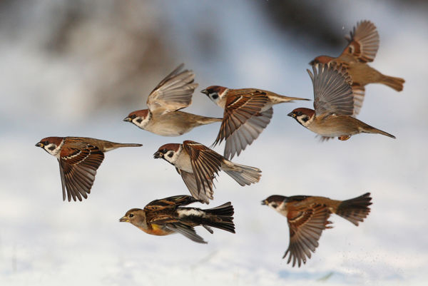 Állatok őszi környezetünkben
