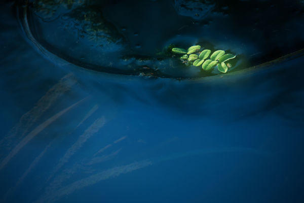 Kalandozások nemzeti parkjainkban – Fertő-Hanság Nemzeti Park I.