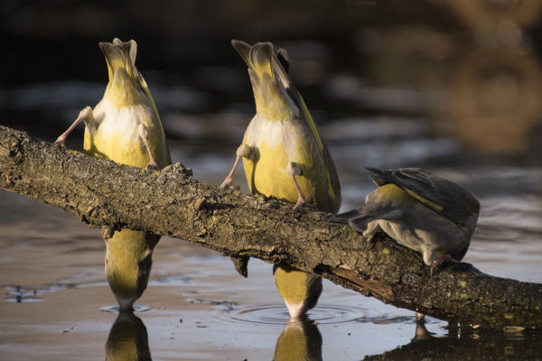 Itassuk a nyári hőségben a madarakat!