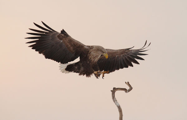 Látványos nászrepülés, gondos fészektatarozás – Már költésre készülnek a rétisasok