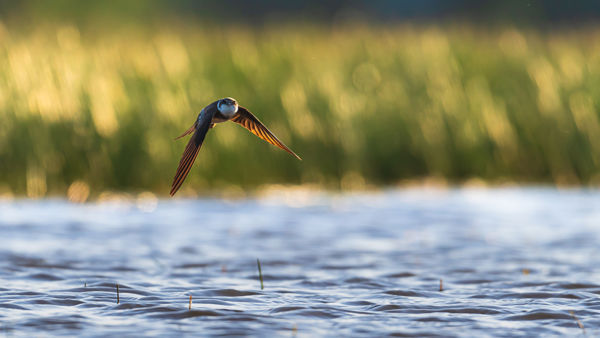 Hatalmas partifecske-kolónia alakult ki Sükösdön