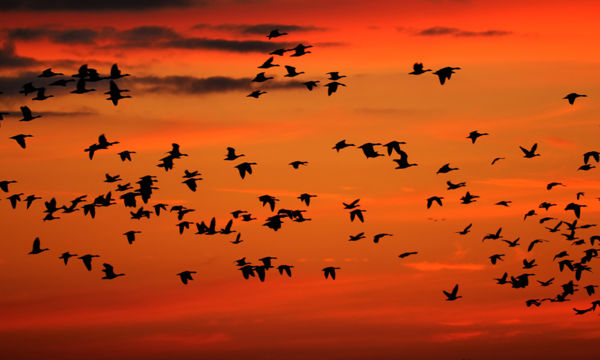 Folyamatosan érkeznek a vadlúd-csapatok a Dél-Alföldre