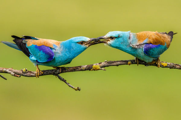 Cserebökénybe már április végén visszatértek az első szalakóták