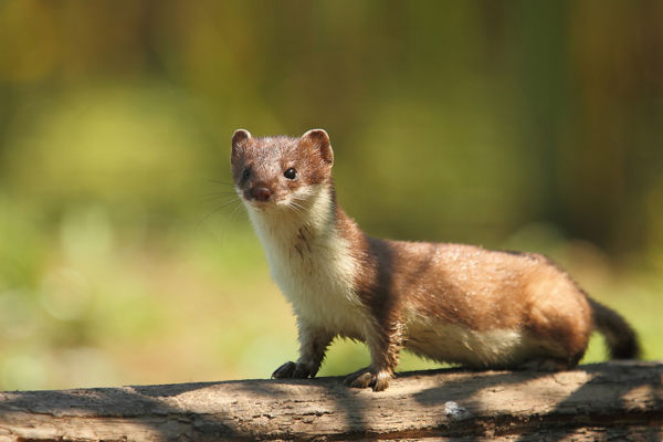 Nyári bundás hermelin bukkant fel a Montág-pusztán
