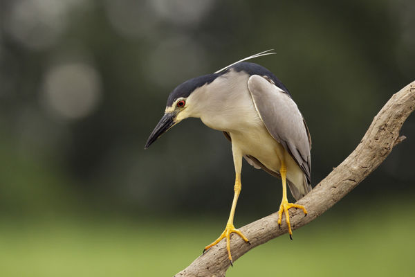 A Csanádi pusztákra visszatértek éjszakai gémféléink, a bakcsók