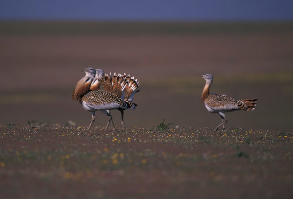 Túzokcsapatok &#8211; Telelésre készülődnek az Alföld nagy madarai