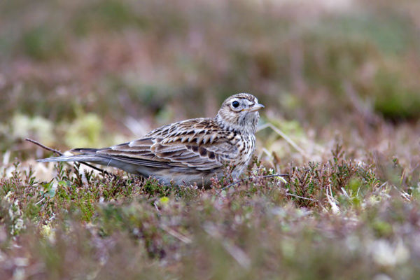 Özönlenek a bíbicek, érkeznek a pacsirták, dalolnak a széncinegék
