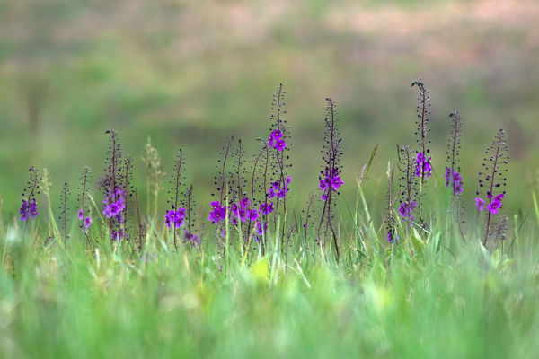 Battonya határában zsályák és ökörfarkkórók színezik a löszpusztát