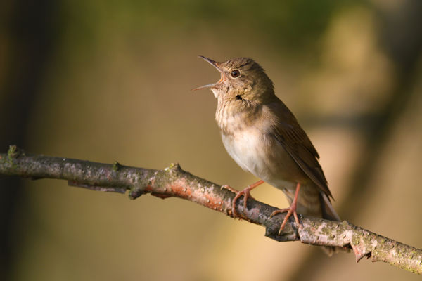 Berki tücsökmadarak pirregnek a kis-sárréti ligetekben