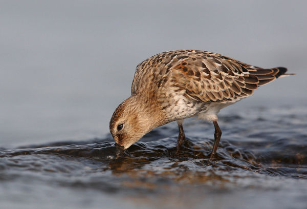 Tengerparti vándorok a tómederben