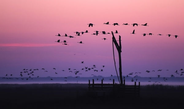 Kukoricatarlókon táplálkoznak, gyepeken éjszakáznak a darvak Kardoskút térségében