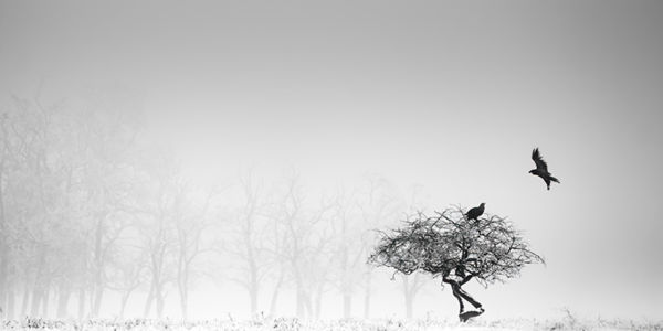 A Kis-Sárrét rejtőzködő madara, a sárszalonka