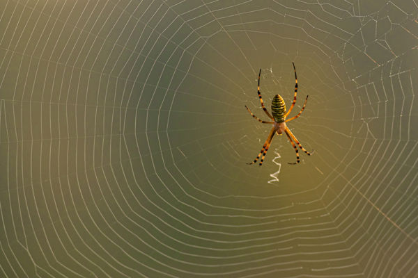 Impozáns pókok a bugaci pusztán