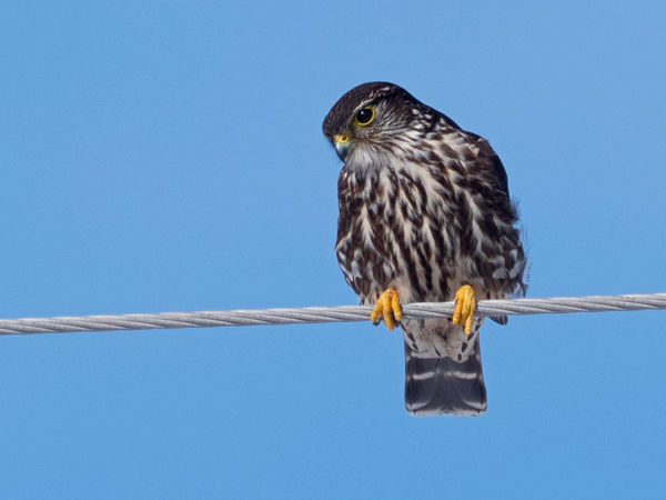 Ritka északi vendégünk, a kis sólyom