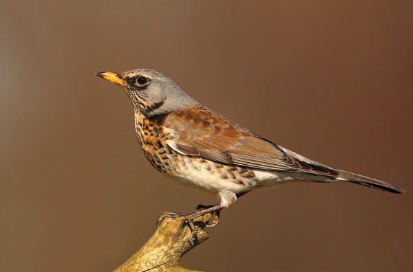 A Csanádi pusztákra már megérkeztek a fenyőrigók első csapatai