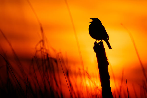 Cserebökényben már énekelnek a sordélyok