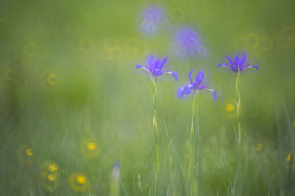 Kellemes meglepetés: a vártnál több a fátyolos nőszirom a Kis-Sárréten