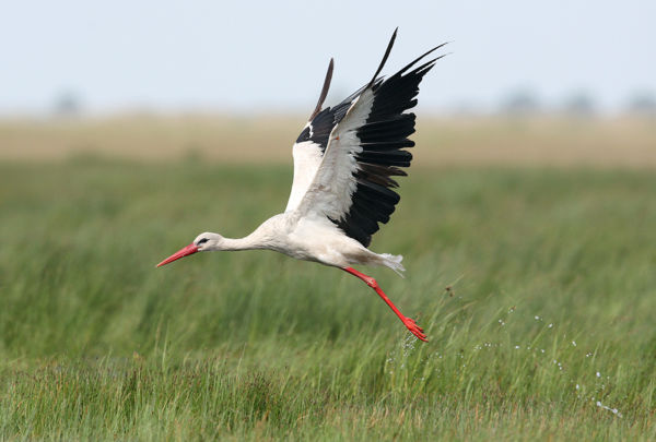 Megérkezett az első gólya a Kígyósi-pusztára