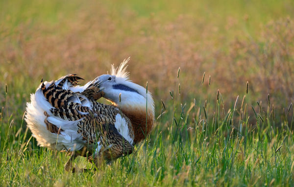 Idén már a tizedik túzok bukkant fel Kardoskút térségében