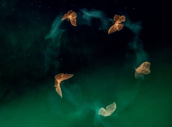 Zseniális magyar fotók a WildArt Photographer of the Year fotópályázaton