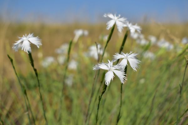 Apró fehér gyöngyök díszítik homokpusztákat