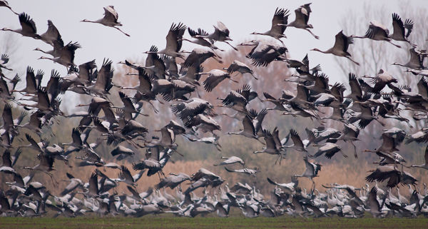 Ezrével érkeznek a darvak a kardoskúti Fehér-tóra