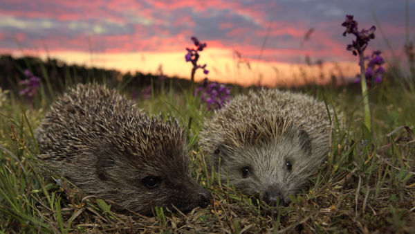 A tavaszias meleg előcsalta téli búvóhelyükről a sünöket
