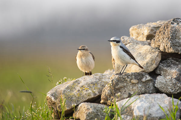 Visszatérés: megérkeztek a hantmadarak Cserebökénybe