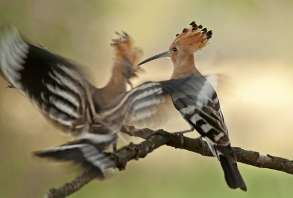 Meglepetés: búbosbankák költöttek a bökényi iroda tetőjén