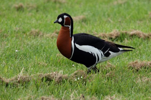 Globálisan veszélyeztetett vadludak a Zagyva-völgyben