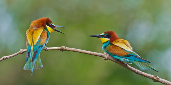 Megjöttek a gyurgyalagok, a hímek már hordják az ajándékot