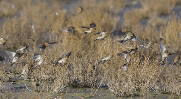 Téli kenderikék egy agrársivatagban