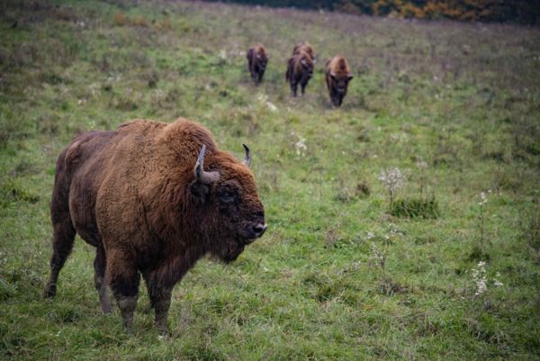 Egy nap az Őrség vadvilágában