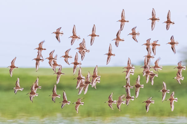 Fészkelő partimadarak felmérése a Zagyva-völgy felső szakaszán