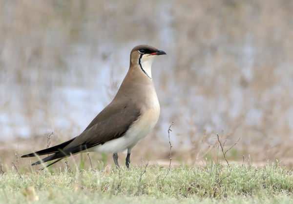 Feketeszárnyú székicsér repült át a kardoskúti Fehér-tó felett