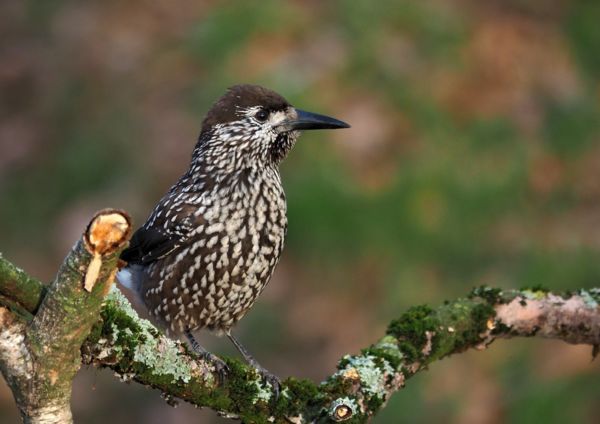 Kis szerencsével a Kis-Sárréten is láthatunk fenyőszajkót