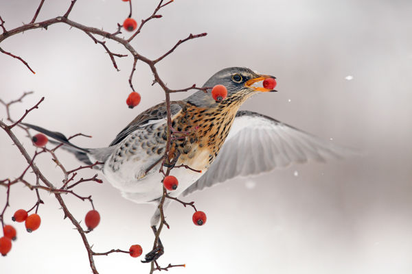 Telelő fenyőrigó csapatok járják a határt