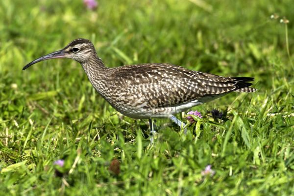 Kis pólingok állomásoznak a Kis-Sárréten és a Fehér-tónál